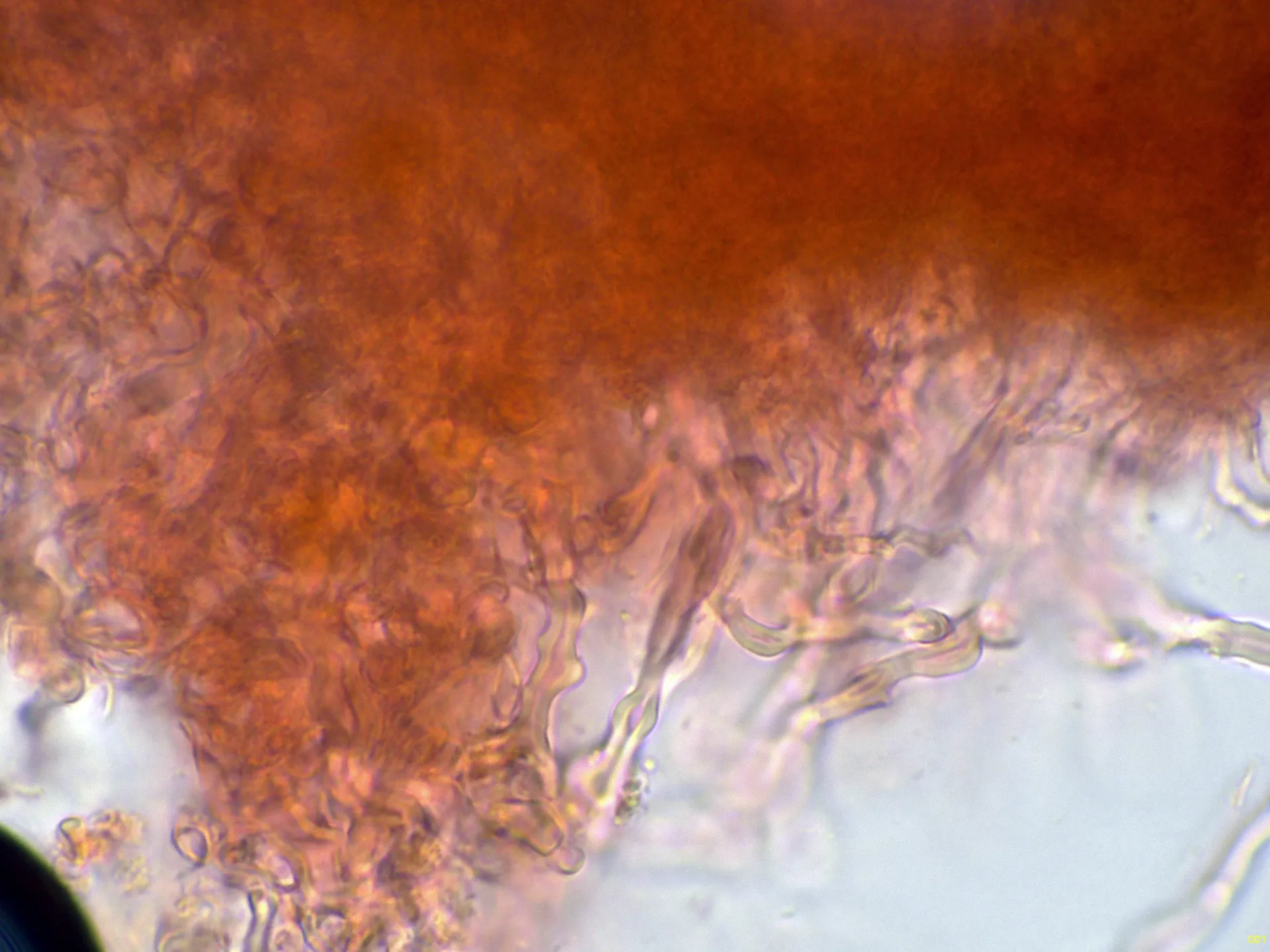 Microscopía de Picipes melanopus - 10 - Hifas subhimeniales-001